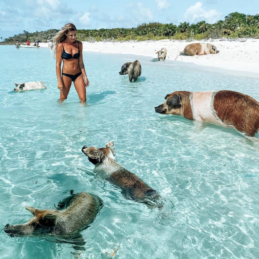 Thích mê với 4 ‘đảo động vật’ tuyệt đẹp trên thế giới