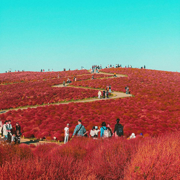 Mùa thu đến Nhật Bản ngắm đồi cỏ Kochia đỏ rực rỡ