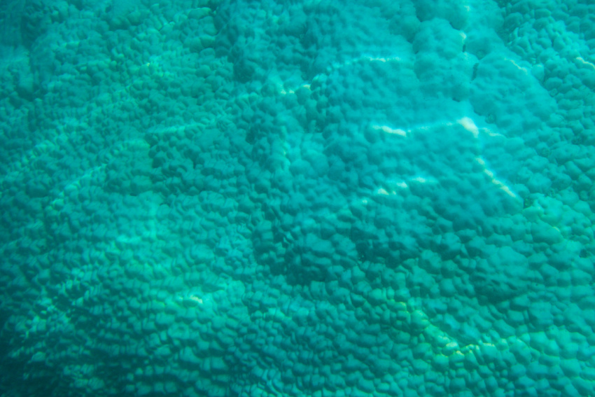 cột san hô khổng lồ ở côn đảo