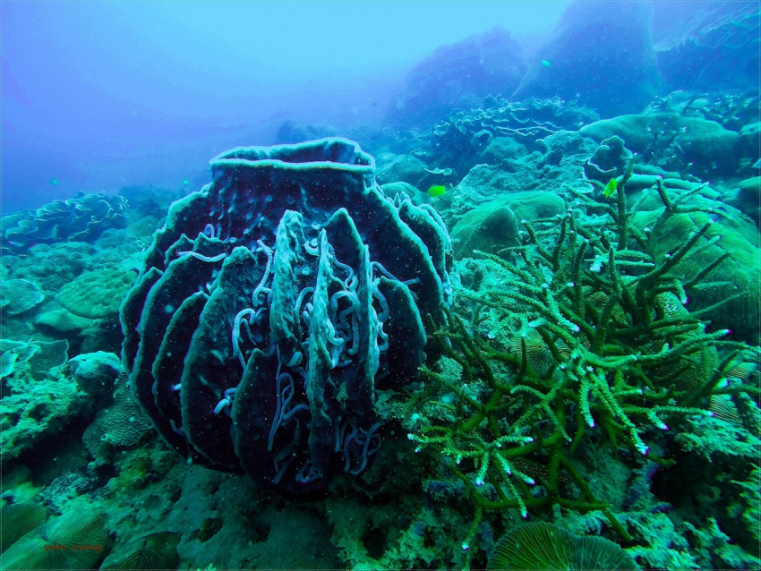 cột san hô khổng lồ ở côn đảo