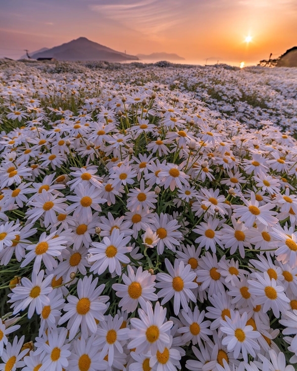 Cúc trắng nở rộ ở tỉnh nhỏ nhất Nhật Bản