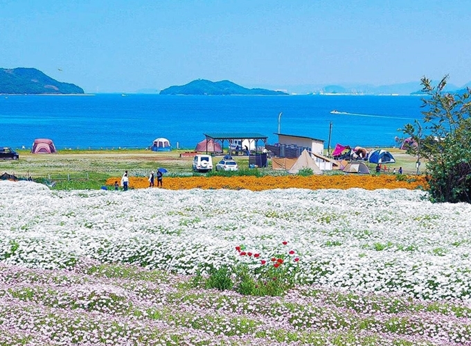 công viên urashima, cúc trắng, tỉnh kagawa, tour nhật bản, cúc trắng nở rộ ở tỉnh nhỏ nhất nhật bản