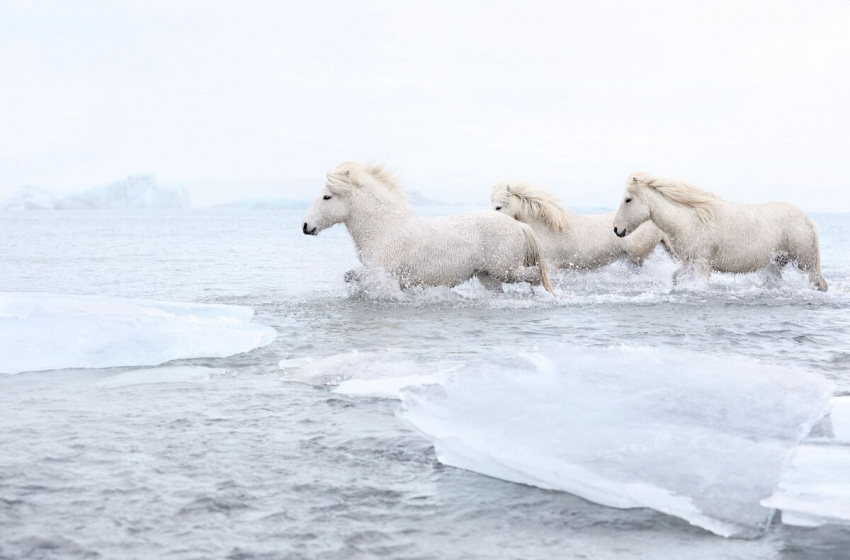 băng đảo iceland, ngựa iceland, giống ngựa huyền thoại ở băng đảo