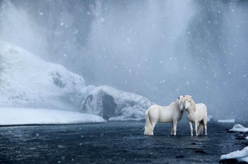 băng đảo iceland, ngựa iceland, giống ngựa huyền thoại ở băng đảo
