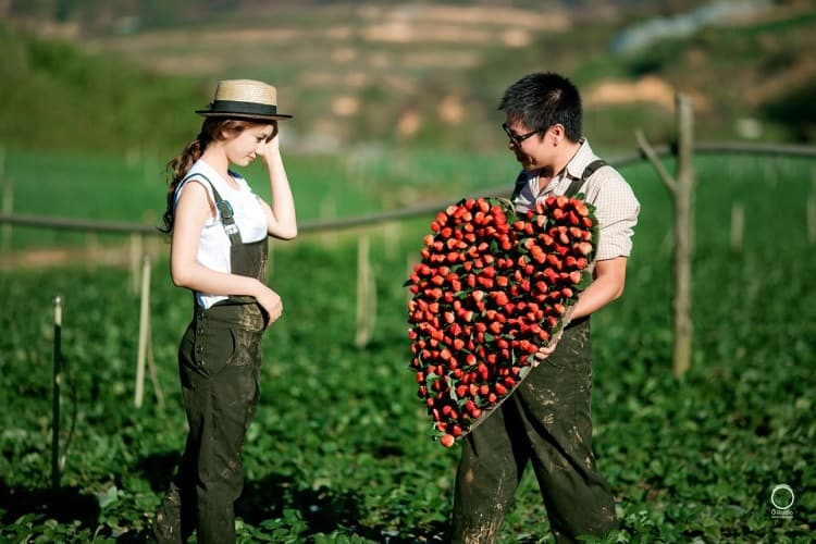 xếp hạng, địa chỉ những vườn dâu tây đà lạt uy tín nằm ở đâu?