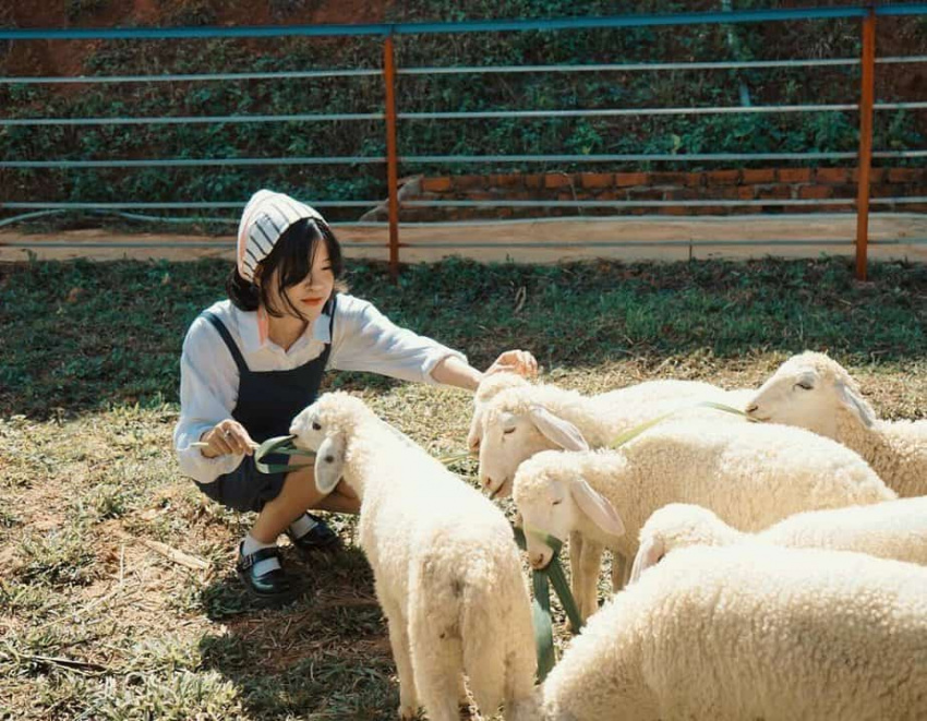 xếp hạng, phát hiện quán cafe nông trại cừu siêu xinh vừa debut đã gây choáng hội đà lạt