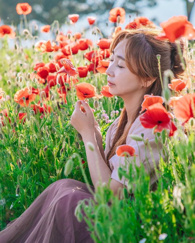 cánh đồng hoa poppy, du lịch seoul, hoa poppy, tham quan seoul, hóa ‘nàng thơ’ giữa đồng hoa poppy