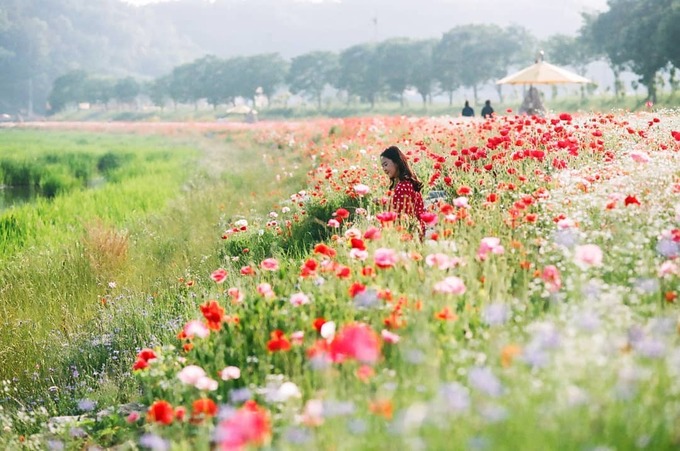 cánh đồng hoa poppy, du lịch seoul, hoa poppy, tham quan seoul, hóa ‘nàng thơ’ giữa đồng hoa poppy