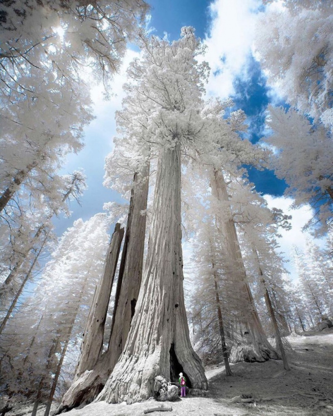 du lịch mỹ, hồng sam cổ, 3 vườn quốc gia mỹ sở hữu rừng cây gỗ đỏ cao nhất thế giới