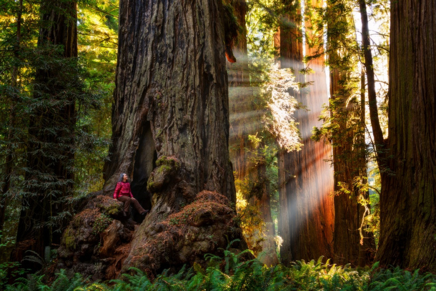 du lịch mỹ, hồng sam cổ, 3 vườn quốc gia mỹ sở hữu rừng cây gỗ đỏ cao nhất thế giới