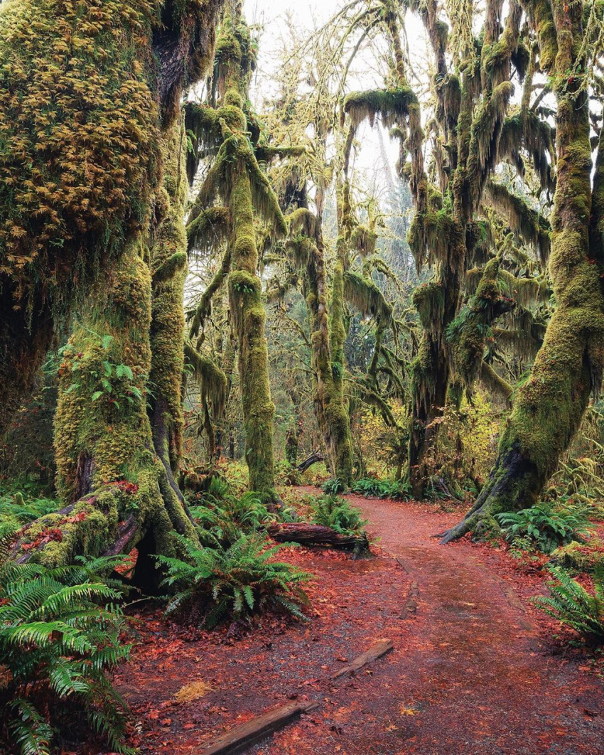 du lịch mỹ, rừng hoh rain, rừng hoh rain mỹ, lạc vào thế giới cổ tích kỳ bí ở cánh rừng nước mỹ