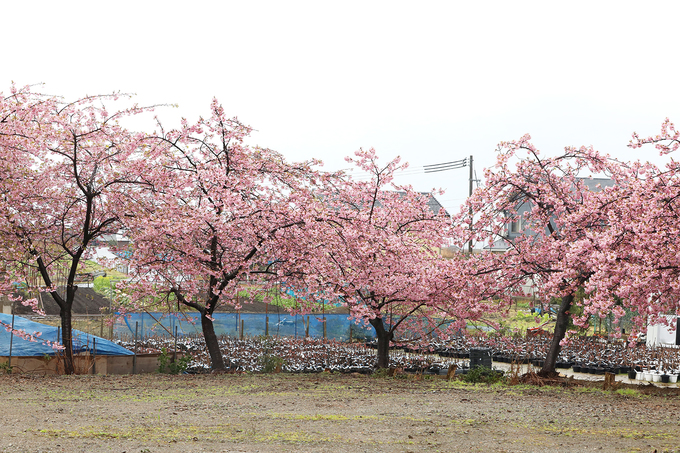 Hoa đào Nhật Bản nở sớm