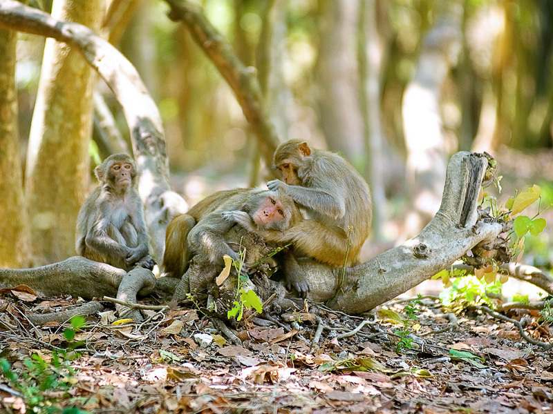 địa điểm du lịch, check in du lịch đảo khỉ nha trang: cách đi, điểm vui chơi, chi phí