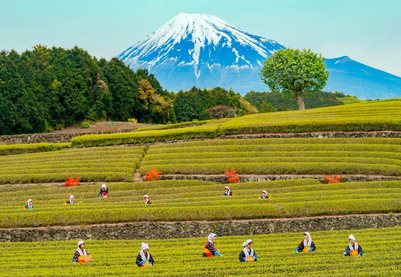 Khám phá vẻ đẹp nên thơ của Shizouka- quê hương núi Phú Sĩ