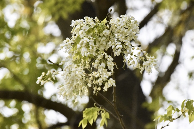 hoa sưa, tour hà nội, đẹp ngỡ ngàng mùa hoa sưa nở trắng trời hà nội