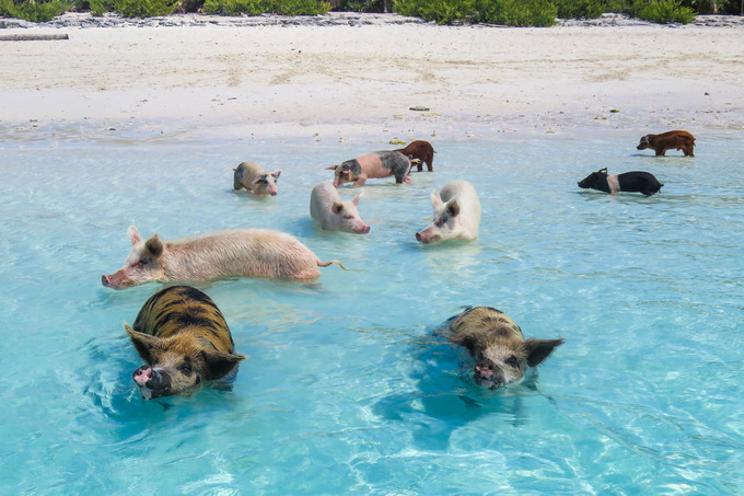 du lich đảo big major, hòn đảo big major, vùng vịnh exumas, đảo big major, đảo lợn, hòn đảo nơi lợn biết bơi ra biển xin ăn