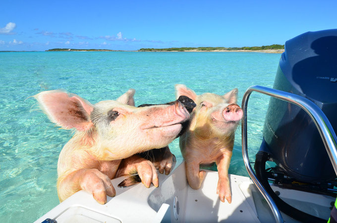 du lich đảo big major, hòn đảo big major, vùng vịnh exumas, đảo big major, đảo lợn, hòn đảo nơi lợn biết bơi ra biển xin ăn
