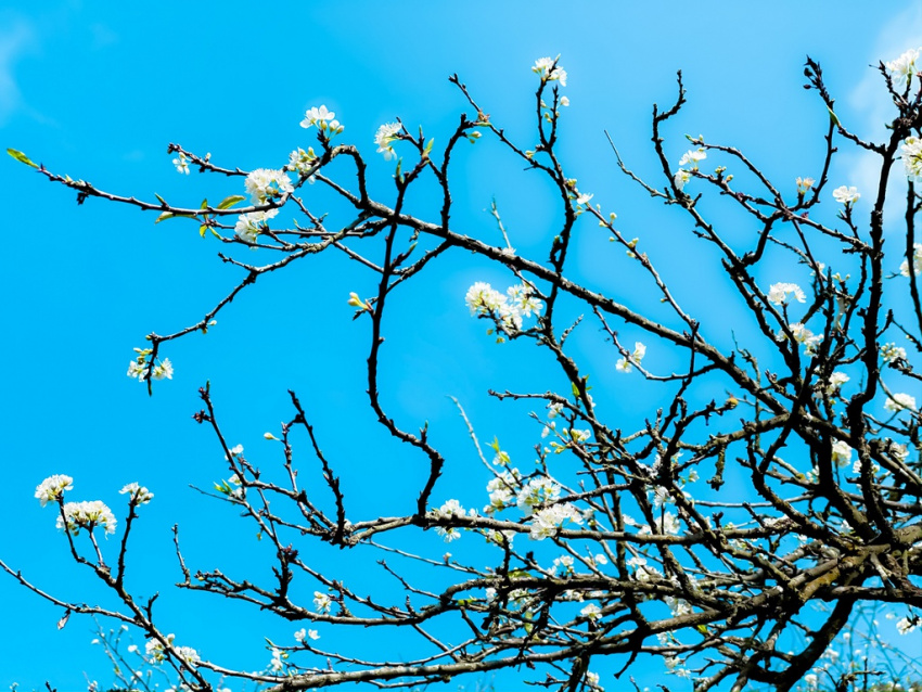 Hoa mận nở sớm, bung sắc trắng khắp thung lũng Mộc Châu