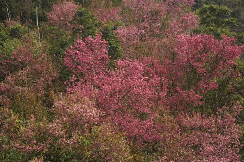 hoa tớ dày, hoa đào rừng, mù cang chải, tây bắc, sắc hoa nhuộm hồng núi rừng tây bắc dịp cuối đông