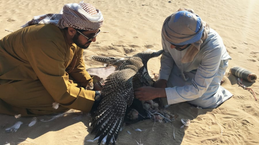 abu dhabi, al marzoom, du lịch dubai, du lịch uae, kinh nghiệm đi uae, di sản săn bắt bằng chim ưng trên sa mạc ở uae