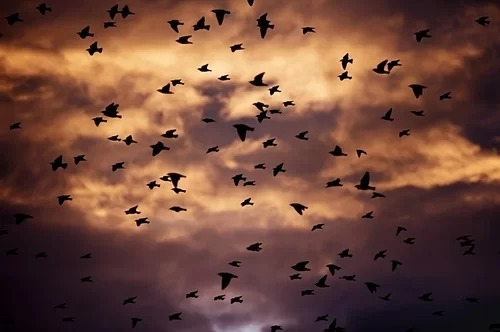 Bí ẩn nơi hàng nghìn con chim tự sát