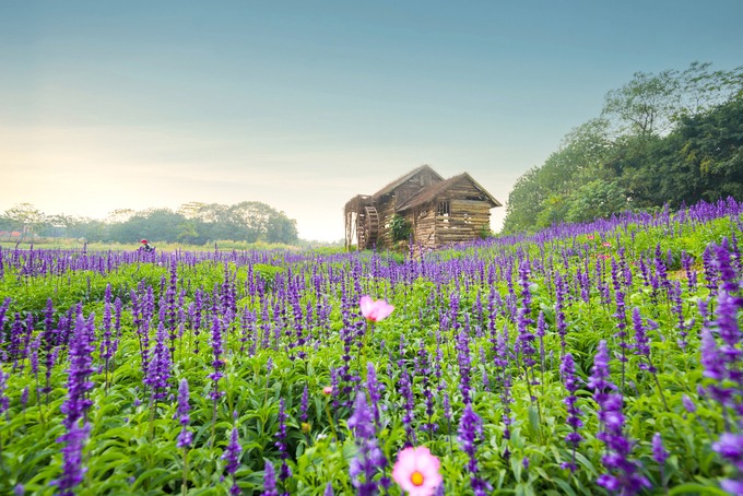 thảo nguyên hoa, tour hà nội, tour miền bắc, cánh đồng hoa nữ hoàng xanh rộng 10.000 m2