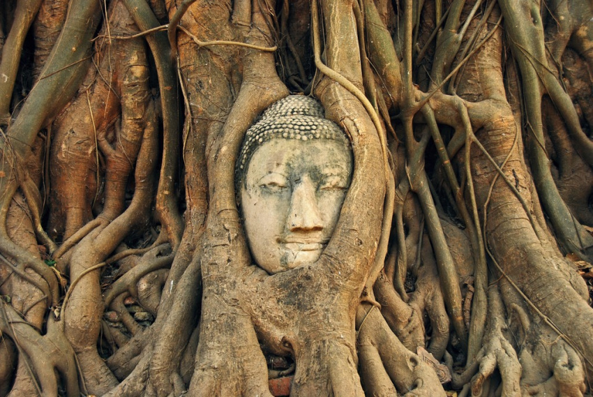 cố đô ayutthaya, du lịch ayutthaya, du lịch bangkok, khách sạn bangkok, wat mahatat, tượng mặt phật 700 tuổi ẩn mình trong rễ cây ở thái lan