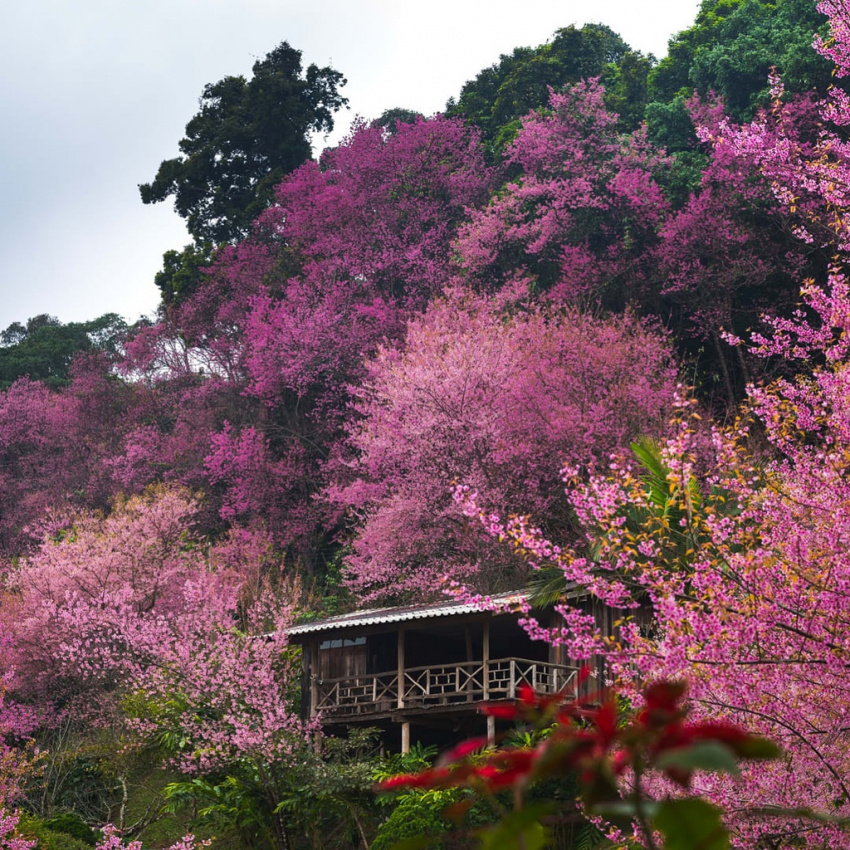 Bật mí 2 điểm ngắm hoa anh đào nở rộ ở Chiang Mai