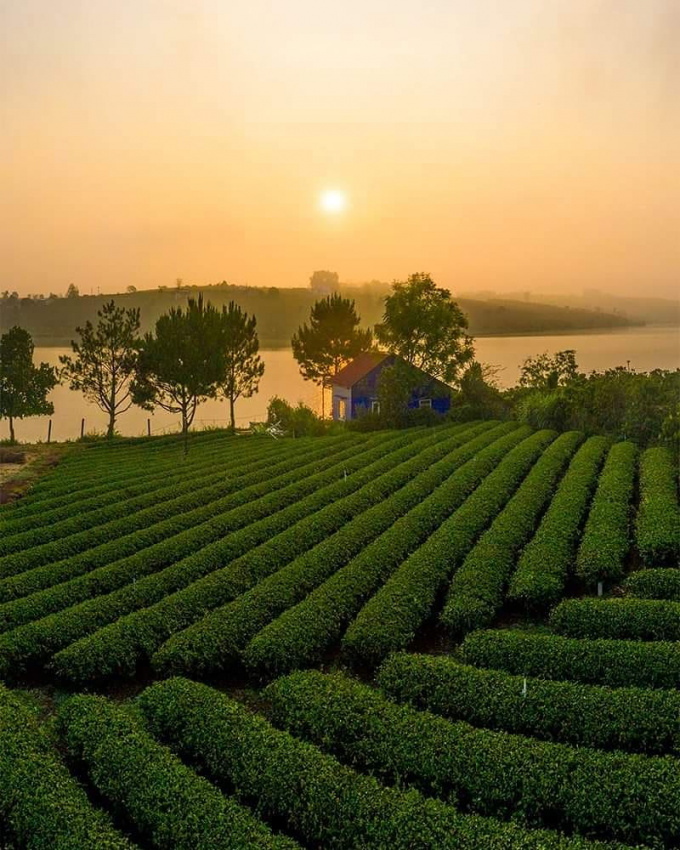 Hướng dẫn đường đi Long Đỉnh Organic Tea Lâm Đồng