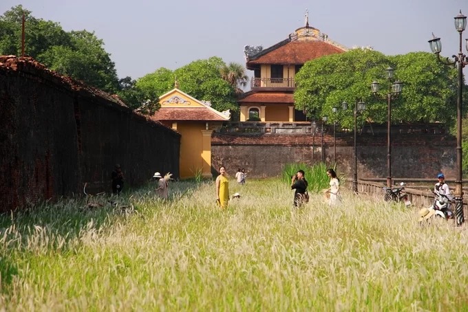 Du khách tấp nập chụp ảnh với cỏ tranh ở Đại Nội Huế