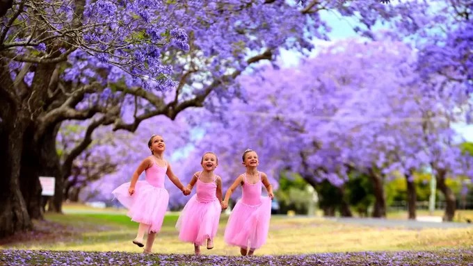 australia, du lịch australia, du lịch sydney, hoa jacaranda, hoa phượng tím, phượng tím australia, thành phố sydney, mùa hoa phượng tím ở australia