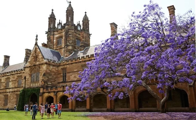 australia, du lịch australia, du lịch sydney, hoa jacaranda, hoa phượng tím, phượng tím australia, thành phố sydney, mùa hoa phượng tím ở australia