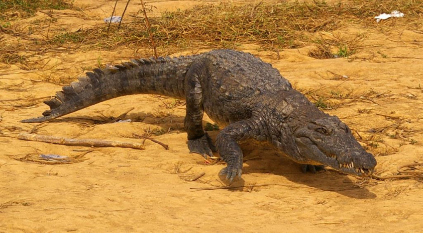 burkina faso, cá sấu, châu phi, thủ đô ouagadougou, ngôi làng sống cùng hàng trăm con cá sấu