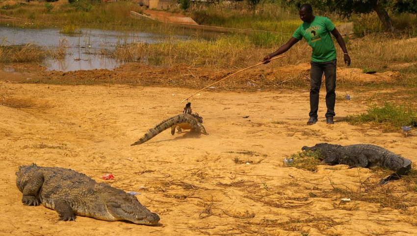 burkina faso, cá sấu, châu phi, thủ đô ouagadougou, ngôi làng sống cùng hàng trăm con cá sấu