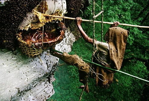 Mật ong điên – độc dược từ dãy Himalaya
