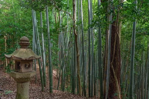 du lịch kyoto, du lịch tokyo, khách sạn tokyo, tham quan tokyo, đền iwashimizu hachimangu, rừng tre – nơi gắn với phát minh vĩ đại của edison