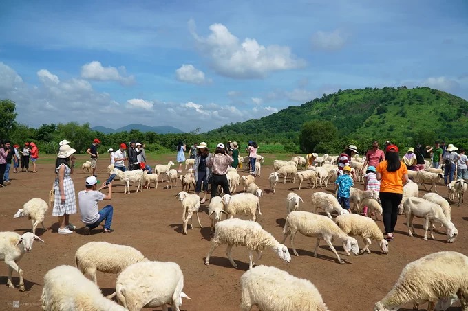 Đồng cừu ở Bà Rịa – Vũng Tàu đông khách dịp cuối tuần