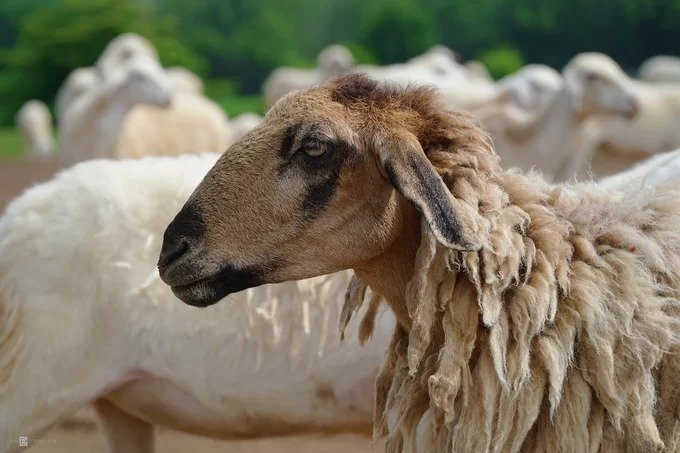 đồng cừu ở bà rịa – vũng tàu đông khách dịp cuối tuần