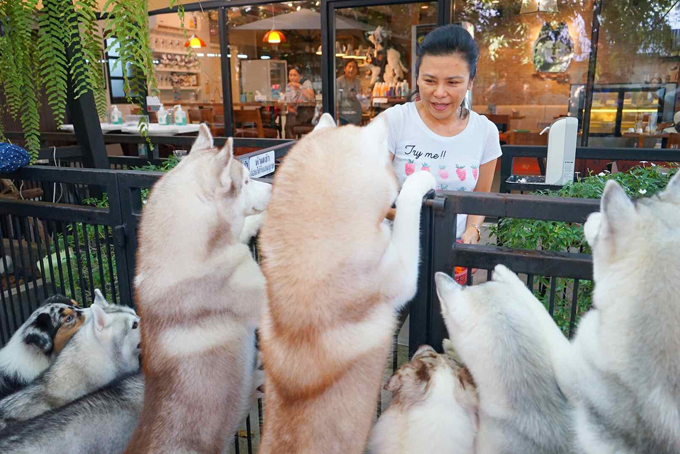 du lịch bangkok, khách sạn bangkok, quán cà phê ở bangkok, true love at neverland, đông nhi – ông cao thắng mê quán cà phê chó ở thái lan