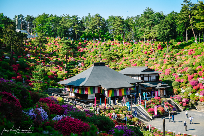 du lịch tokyo, hoa đỗ quyên, khách sạn tokyo, tham quan tokyo, đền shiofune kannon-ji, thảm đỗ quyên nở rộ quanh ngôi đền ở ngoại ô tokyo