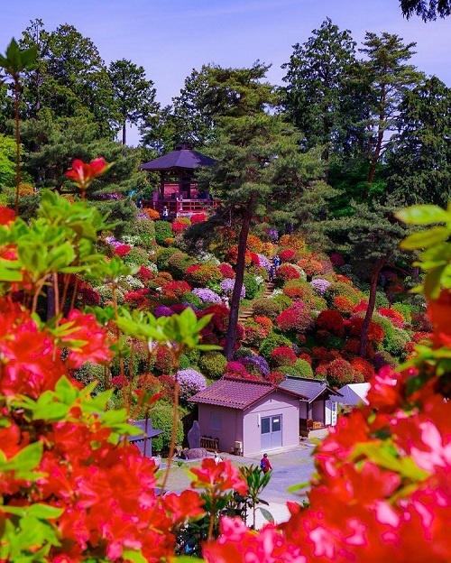 du lịch tokyo, hoa đỗ quyên, khách sạn tokyo, tham quan tokyo, đền shiofune kannon-ji, thảm đỗ quyên nở rộ quanh ngôi đền ở ngoại ô tokyo