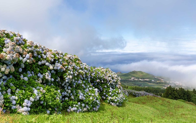 bồ đào nha, quần đảo azores, đảo faial, hòn đảo ngập tràn hoa cẩm tú cầu ở bồ đào nha