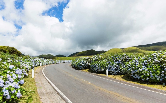 bồ đào nha, quần đảo azores, đảo faial, hòn đảo ngập tràn hoa cẩm tú cầu ở bồ đào nha