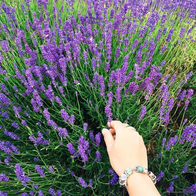 du lịch đà lạt, khám phá đà lạt, mùa hoa đà lạt, vườn hoa lavender, hè này lên đà lạt check-in khu vườn hoa lavender đẹp quên lối về