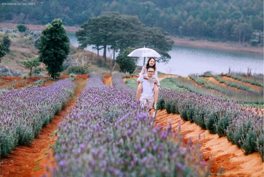 du lịch đà lạt, khám phá đà lạt, mùa hoa đà lạt, vườn hoa lavender, hè này lên đà lạt check-in khu vườn hoa lavender đẹp quên lối về