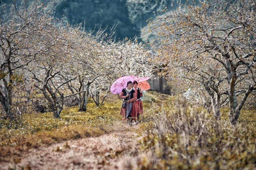 15 cảnh đẹp Mộc Châu 4 mùa view hoang sơ checkin chụp ảnh cực chất