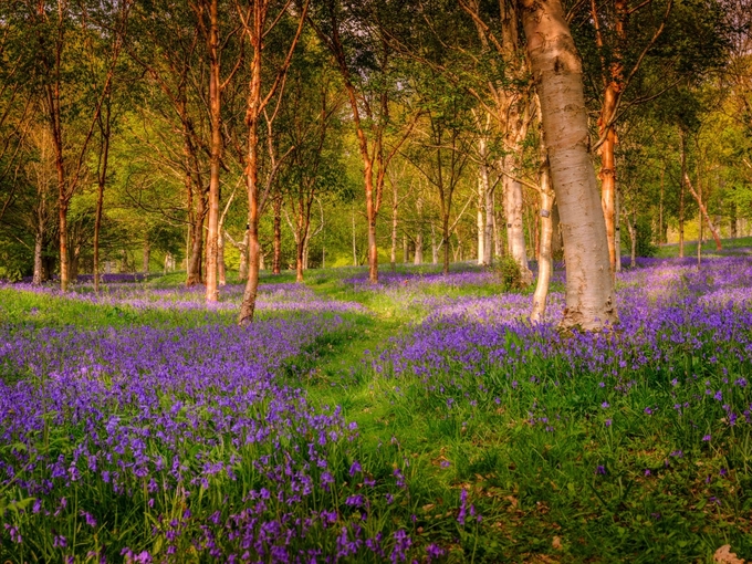 Hàng triệu bông hoa chuông xanh khiến rừng ở Anh đẹp như cổ tích
