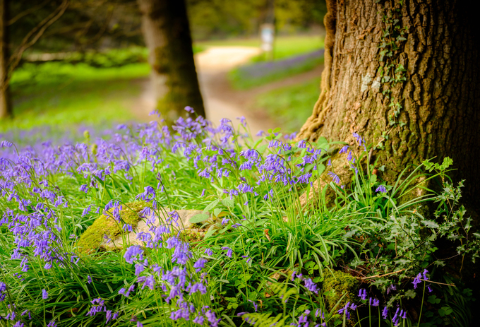 du lịch anh, hoa chuông xanh, rừng wakehurst, hàng triệu bông hoa chuông xanh khiến rừng ở anh đẹp như cổ tích