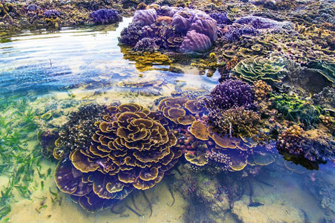 hòn yến, tham quan phú yên, ngắm san hô trên cạn đẹp ảo diệu tại phú yên