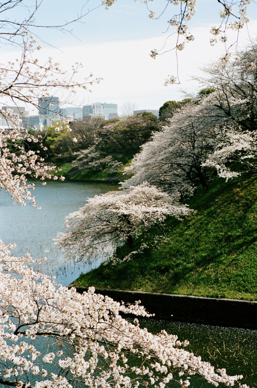 công viên chidorigafuchi, du lịch tokyo, khách sạn tokyo, tham quan tokyo, nhật bản cổ kính và rực rỡ qua ảnh phim